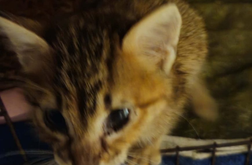 Noisette