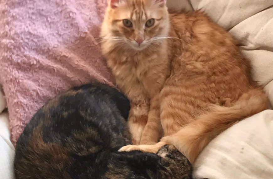 Pedro