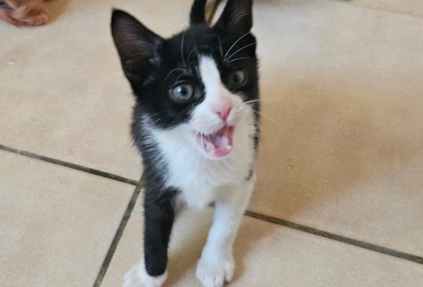 Félix