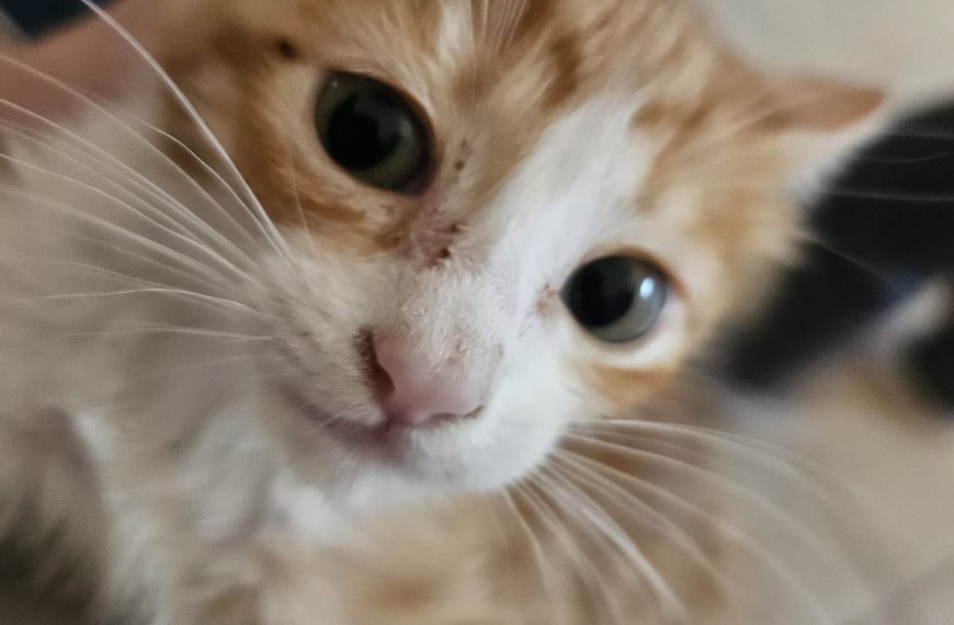 Chupa
